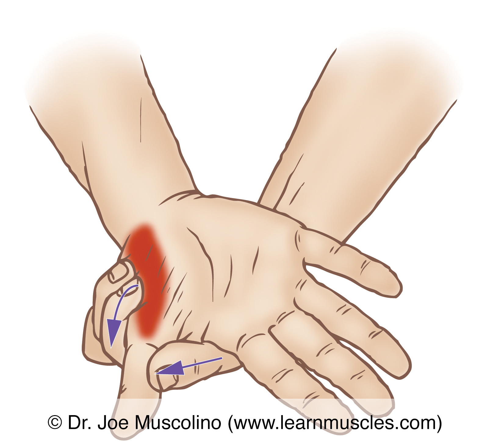 Thenar Muscles strengthening